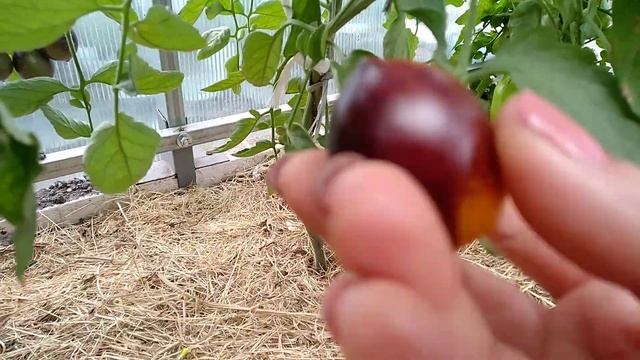 ?томат - сорт Indigo kumkayt ? смотреть онлайн