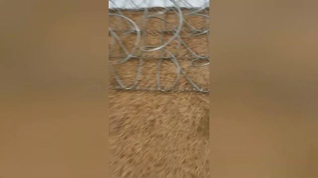 Hilton suite dreams. смотреть онлайн