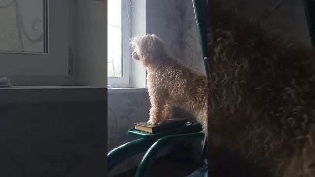 Лай собак, пудели, охрана)) смотреть онлайн