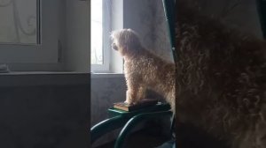 Лай собак, пудели, охрана))