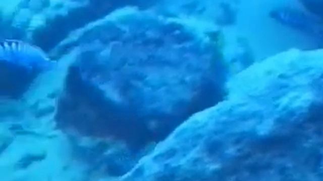 Maylandia zebra chilumba 'Mdoka' смотреть онлайн