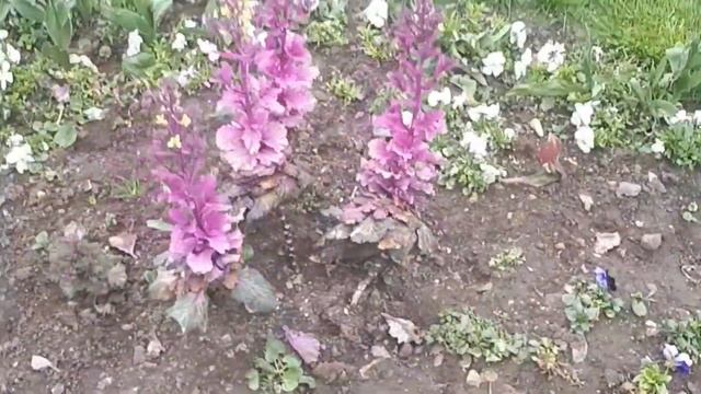 Крым Ялта Весенняя Прогулка по Набережной 10.04.Ялта2021 смотреть онлайн