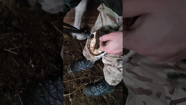 Натуральная расчистка переросших копыт лошади. Устранение спотыкания.