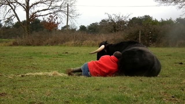 Fadjen Бык предназначенный для корриды смотреть онлайн