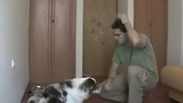 Обучение Щенка. Кликкер. 14 урок (жесты) смотреть онлайн