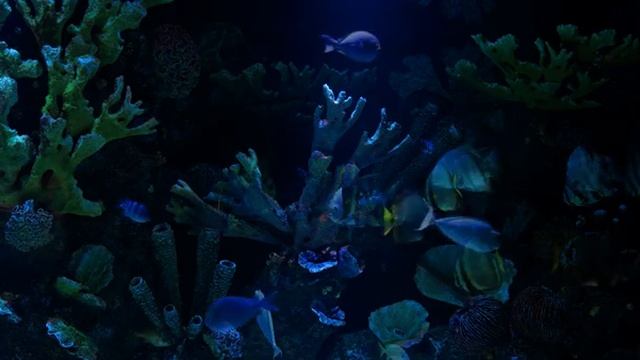 Виртуальный аквариум 4К (2160p) без музыки. 10 часов без рекламы. Звук пузырьков. Релакс. ASMR.