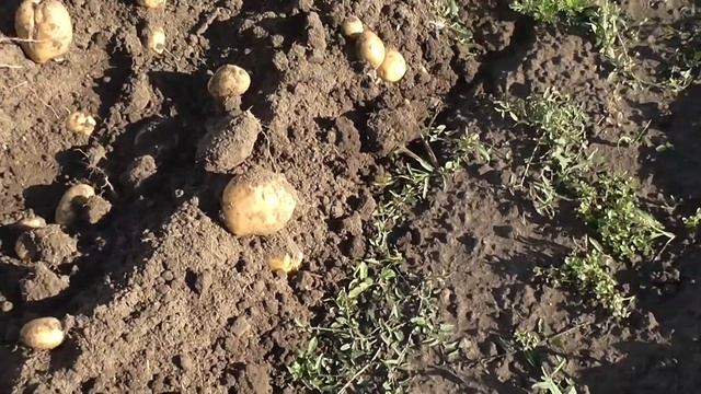 08 23 2014 093009 Картошка урожай. смотреть онлайн