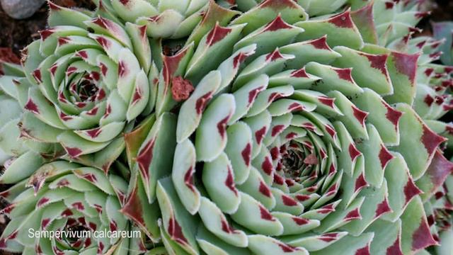Sempervivum Varieties with Identification | Hens and Chicks Succulents смотреть онлайн