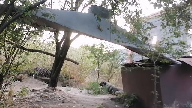 В Ессентуках под 40°. Придумали водопой для Груни:) смотреть онлайн