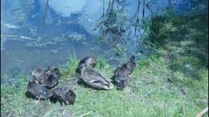 Дикие утки с утятами на реке  Wild ducks with ducklings on the river