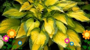 Хоста гибридная Оранж Мармелад. Краткий обзор, описание характеристик hosta hybrida Orange Marmelad