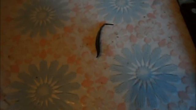 Жуть из озера. Личинка мухи-львинки (Stratiomyia Chamaeleon)