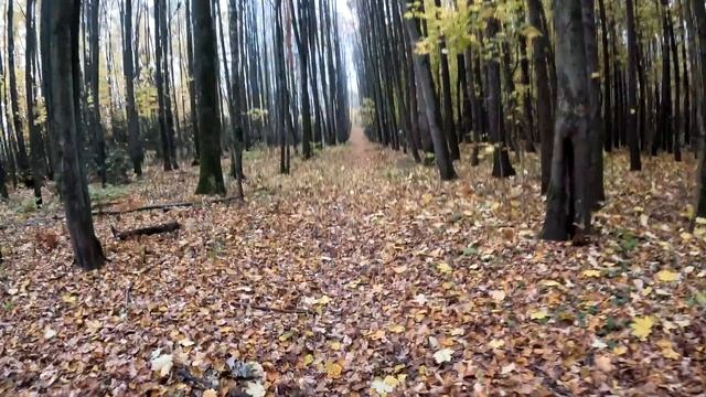 Сильный туман утром при поездке на работу на фэтбайке.Свернули в Таинственный лес.Что там в тумане? смотреть онлайн