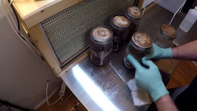 Mushroom Adventures Episode 21 Part 2 -- Improved Lab and Liquid Cultures смотреть онлайн