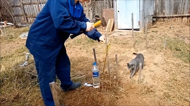 Посадка абрикоса, ПРОВЕРЕННЫЙ способ, у нас сажают только так! | 24 апреля 2023 г. смотреть онлайн
