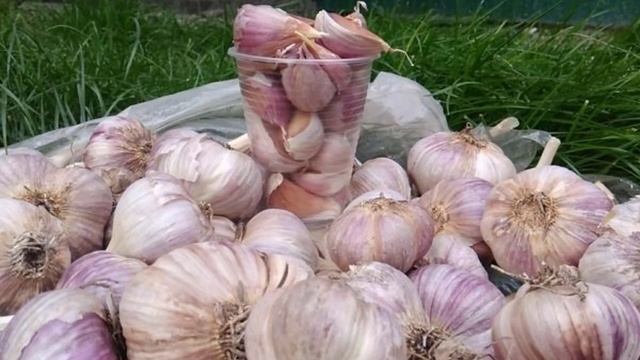 ЛУЧШИЕ СОРТА ЧЕСНОКА || КАКОЙ ЧЕСНОК ПОСАДИТЬ #чеснок #чесноковка #чеснокова смотреть онлайн