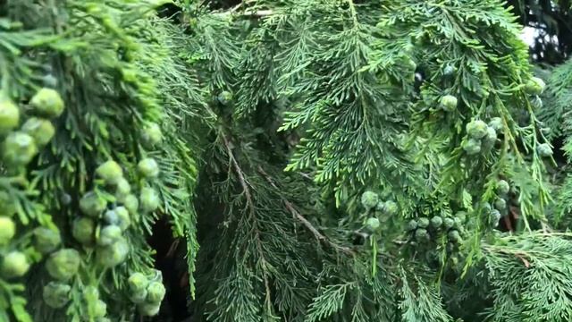 НБС. Никитский Ботанический Сад. Прогулка по территории сада. 26.05.23. Крым. Crimea. Nikita. NBS.