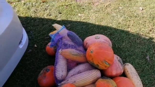 Опята на участке, высадила озимый чеснок и семена из бульбочек. смотреть онлайн