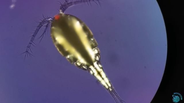 Циклопы смотреть онлайн