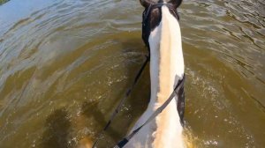 Купание с лошадьми КоноVlog 🐬 | Плаваем верхом и прыгаем в воду!