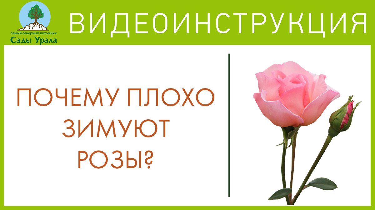 Розы с Миролеевой А.Н. Сады Урала. Телепередача Земля Уральская. Архив 23.06.2011 смотреть онлайн