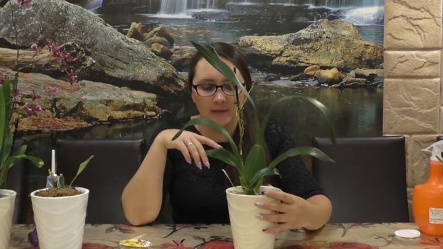 Новый онцидиум (Oncidium)!Супер уценка!!!! Не могу поверить своему счастью смотреть онлайн