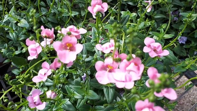 Diascia hybrida - Grow & care (Twinspur) смотреть онлайн