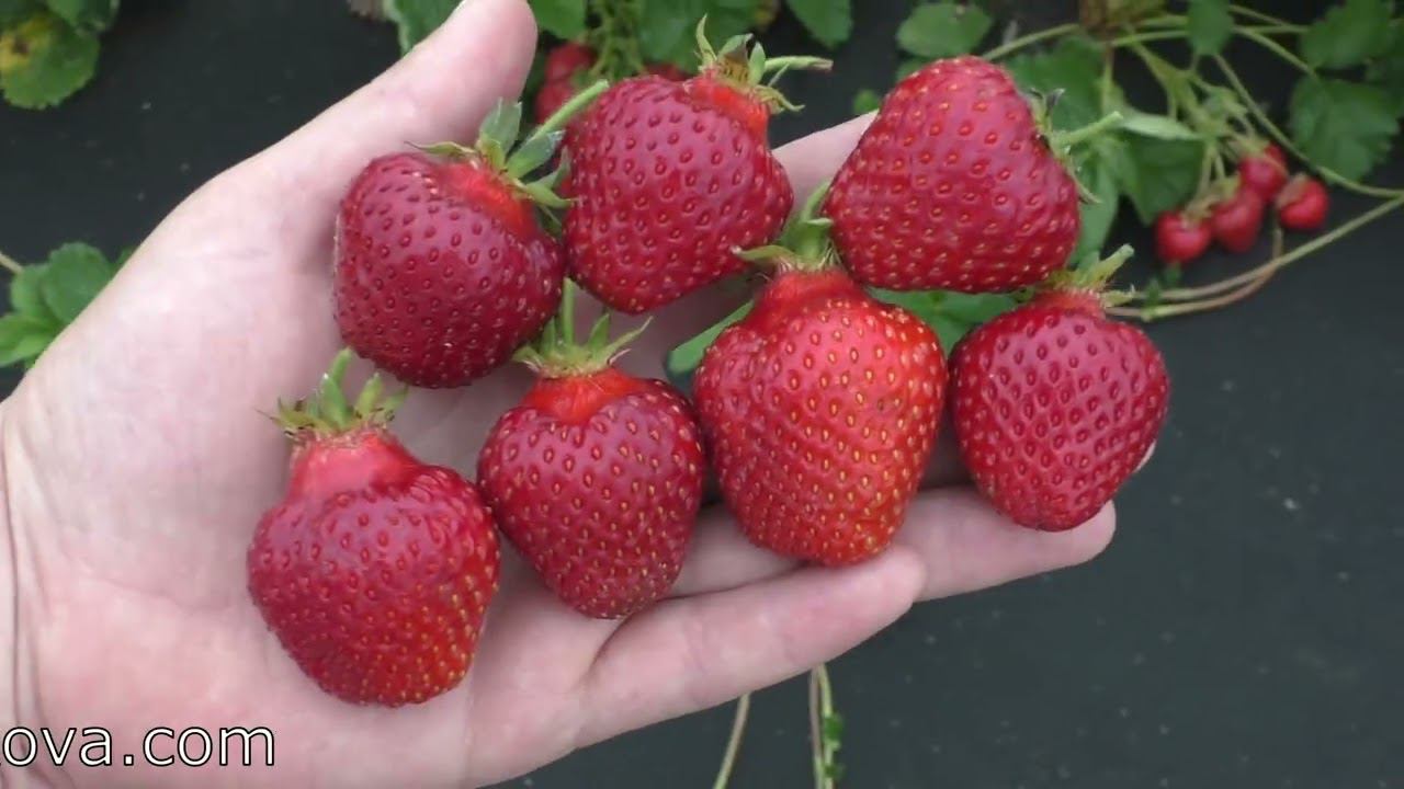 ХОНЕЙ ранний сорт клубники