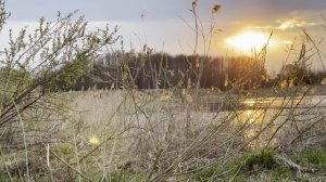 ЛОВЛЯ канального (канадского) СОМИКА