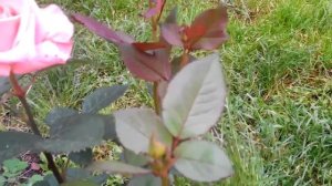 роза сорт Дольче Вита