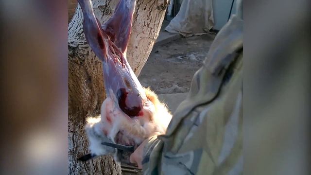 Как снять шкуру с зайца, как потрошить зайца, как разделать зайца дома смотреть онлайн