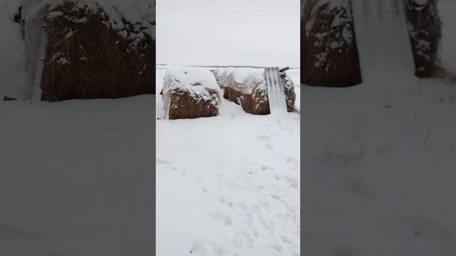 коровник своими руками смотреть онлайн