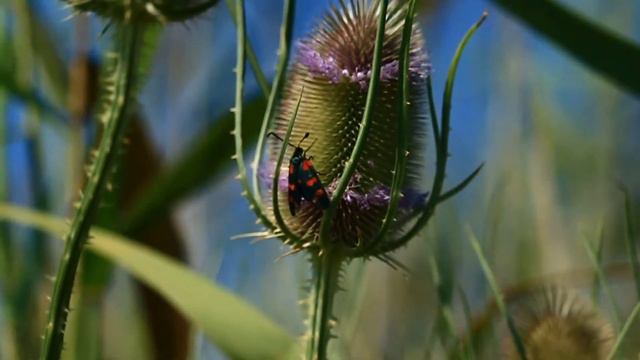 FLOWERS CAN DANCE // Amazing nature//Beautiful blooming flower time lapse video смотреть онлайн