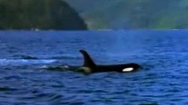 СМОТРЕТЬ ВСЕМ !!!!!!!!!!! LOOK ALL !!!!!!!! CJ Tasty - Project X смотреть онлайн