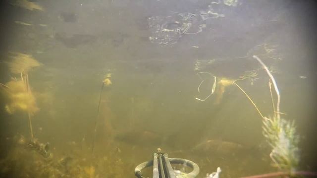 Gopro: Spearfishing - Подводная охота 2015 смотреть онлайн