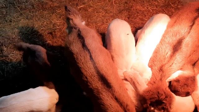 Ничего не успеваю, Ну что за хозяйка.. смотреть онлайн