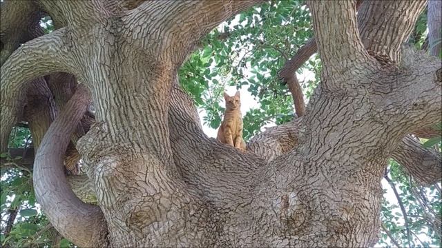 Кошки Афридара: Рыжулька смотреть онлайн