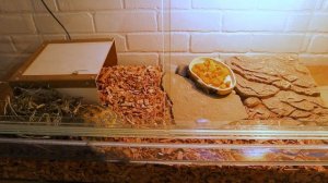 Красноухая или среднеазиатская черепаха - плюсы и минусы. Какую черепаху завести дома