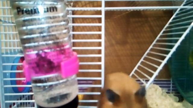 Что делать если у хомяка выпадает шерсть? смотреть онлайн