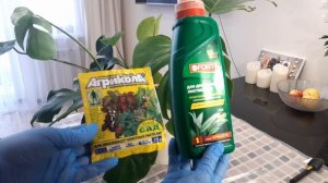 МОНСТЕРА Секреты Ухода В Домашних Условиях. Почему Желтеют и Опадают Листья?