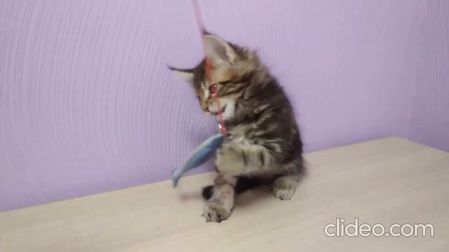 Котятам мейн-кун 8 недель! смотреть онлайн