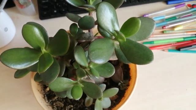 Денежное дерево у вас дома. Приметы и деньги. смотреть онлайн