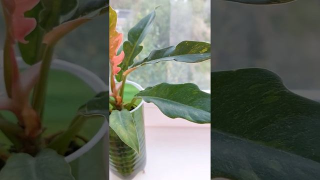 Филодендрон ринг оф файер Philodendron ring of fire Кольцо огня смотреть онлайн