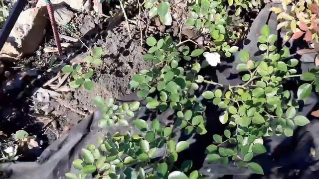 Готовим розы к зиме| Обрезка| Укрытие| Плетистые и чайно-гибридные розы смотреть онлайн