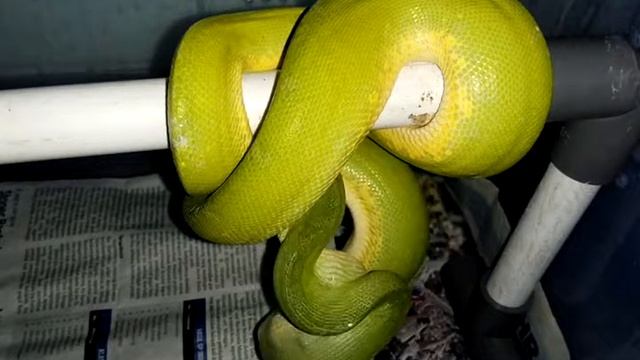 Morelia viridis time lapse feeding смотреть онлайн