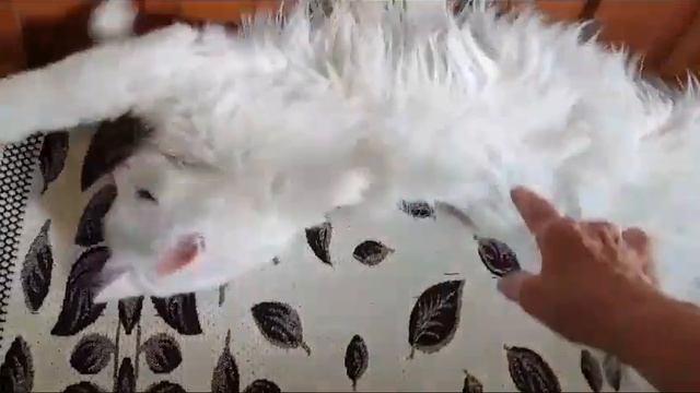 Леся и Сёма - Усталый котейка смотреть онлайн