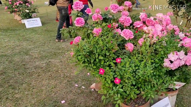 Roses in Agri -Horticultural Flower Show - 2019 смотреть онлайн