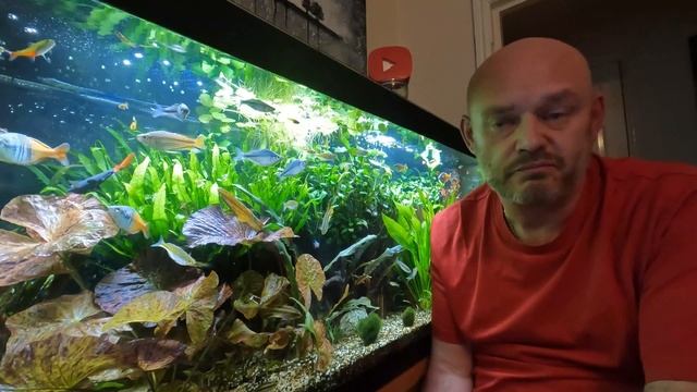 How To Keep Plants Healthy The Aquarium #tropicalfish #fishtank #aquascape #plantedtank #rainbowfis смотреть онлайн