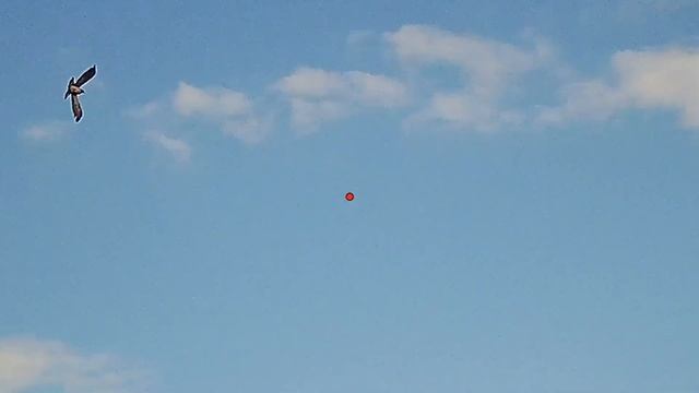 Это вам не гуси/Охота на вяхиря/Почему так сложно попасть? смотреть онлайн