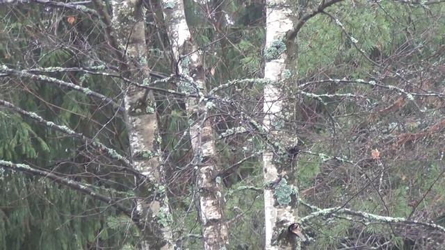 Практикум визуальных приемов экокоучинга от Элины Ванхемпинг смотреть онлайн